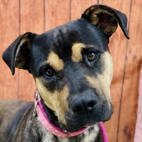 Enlarge Dexter, a Adoptable Pit Bull Terrier in Lebanon, MO image 2/4