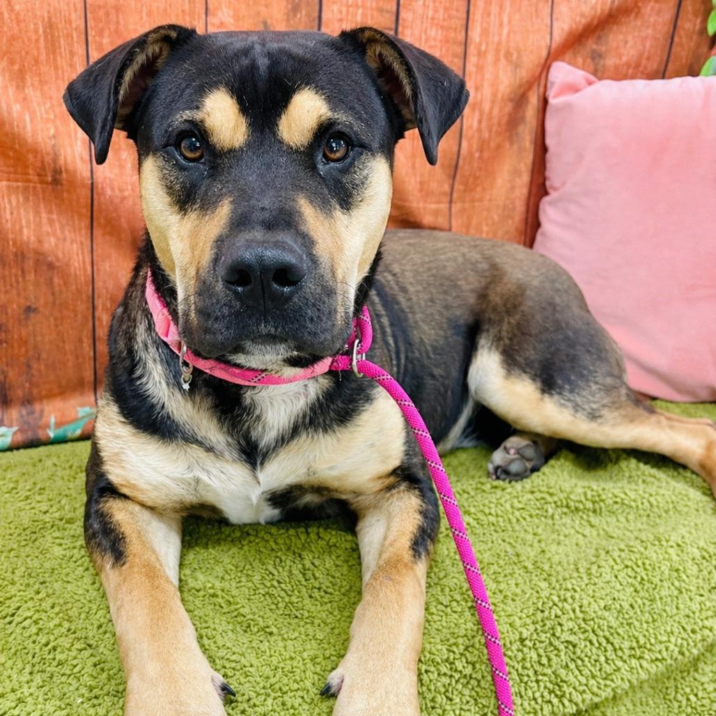 Enlarge Dexter, a Adoptable Pit Bull Terrier in Lebanon, MO image 3/4