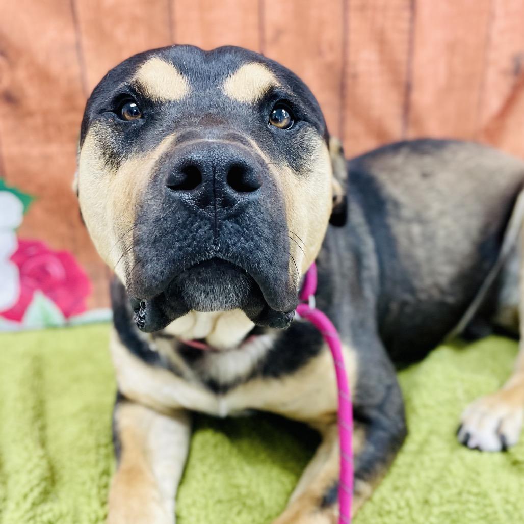 Enlarge Dexter, a Adoptable Pit Bull Terrier in Lebanon, MO image 4/4