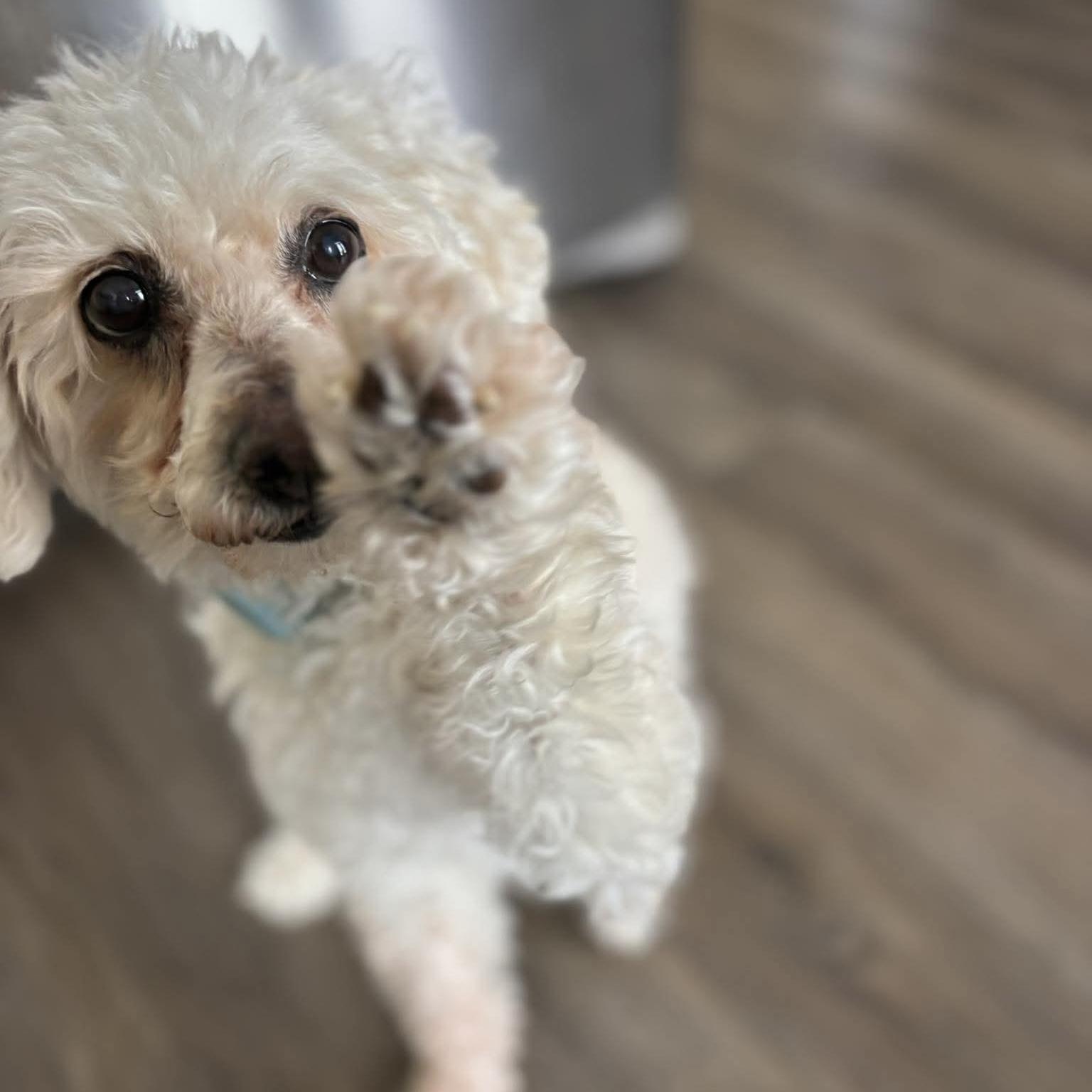 Ernie, ADOPTABLE, Senior Male Mixed Breed & Miniature Poodle.
