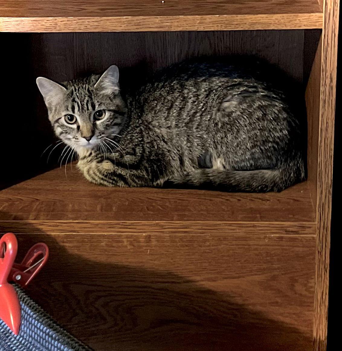 Annie — thumbnail 3