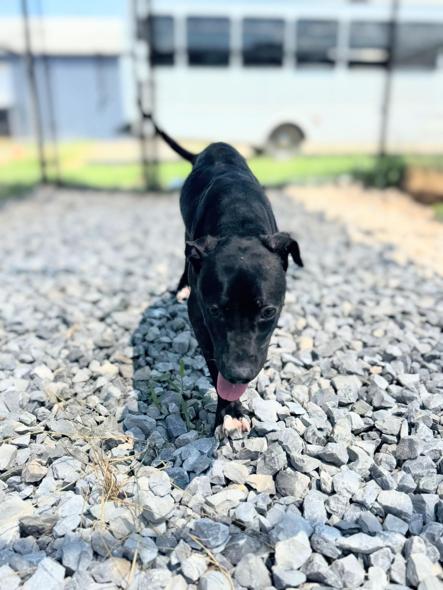 Enlarge Zim, a Adoptable mixed breed in PHILADELPHIA, TN image 1/1