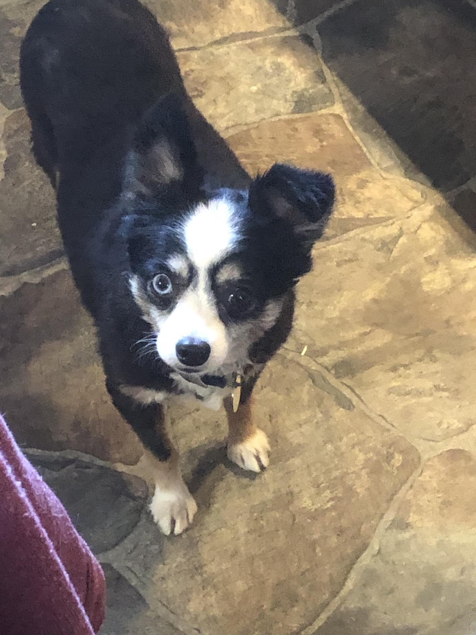 Lily, ADOPTABLE, Adult Female Australian Shepherd.