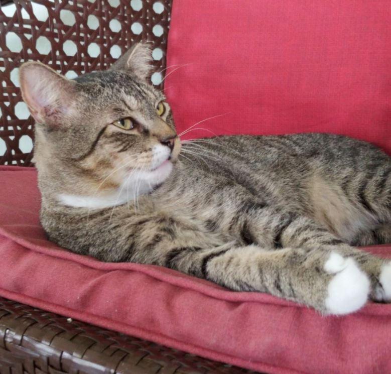 Enlarge Buddy, a Adoptable mixed breed in Ocala, FL image 1/6