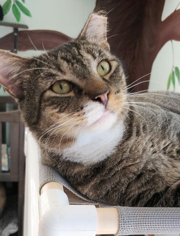 Buddy, Adoptable, Adult Male Tabby & Domestic Short Hair.