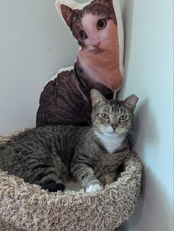 Enlarge Buddy, a Adoptable mixed breed in Ocala, FL image 2/3