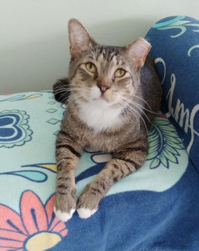 Enlarge Buddy, a Adoptable mixed breed in Ocala, FL image 3/6