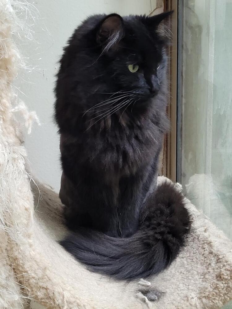 Murphy, Adoptable, Adult Male Domestic Long Hair.