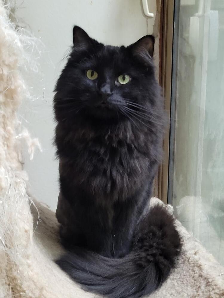 Enlarge Murphy, a Adoptable Domestic Long Hair in Loveland, OH image 2/2