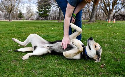 Mister S, Adoptable, Adult Male Anatolian Shepherd & Pit Bull Terrier.