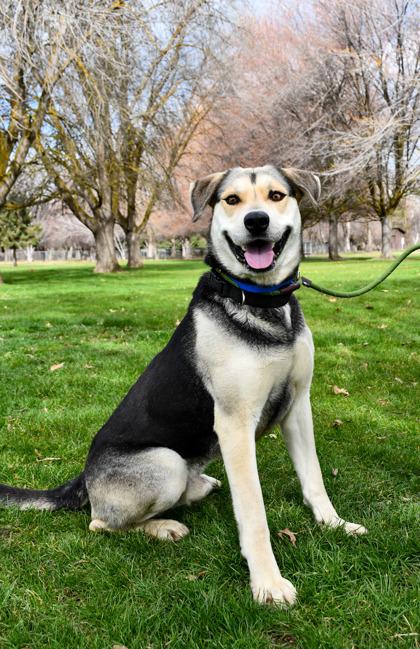 Mister S, a Adoptable mixed breed in Yakima, WA image 2/3