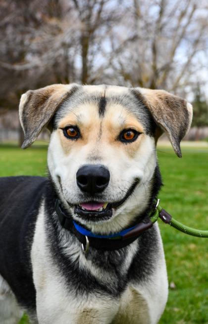 Mister S, a Adoptable mixed breed in Yakima, WA image 3/3