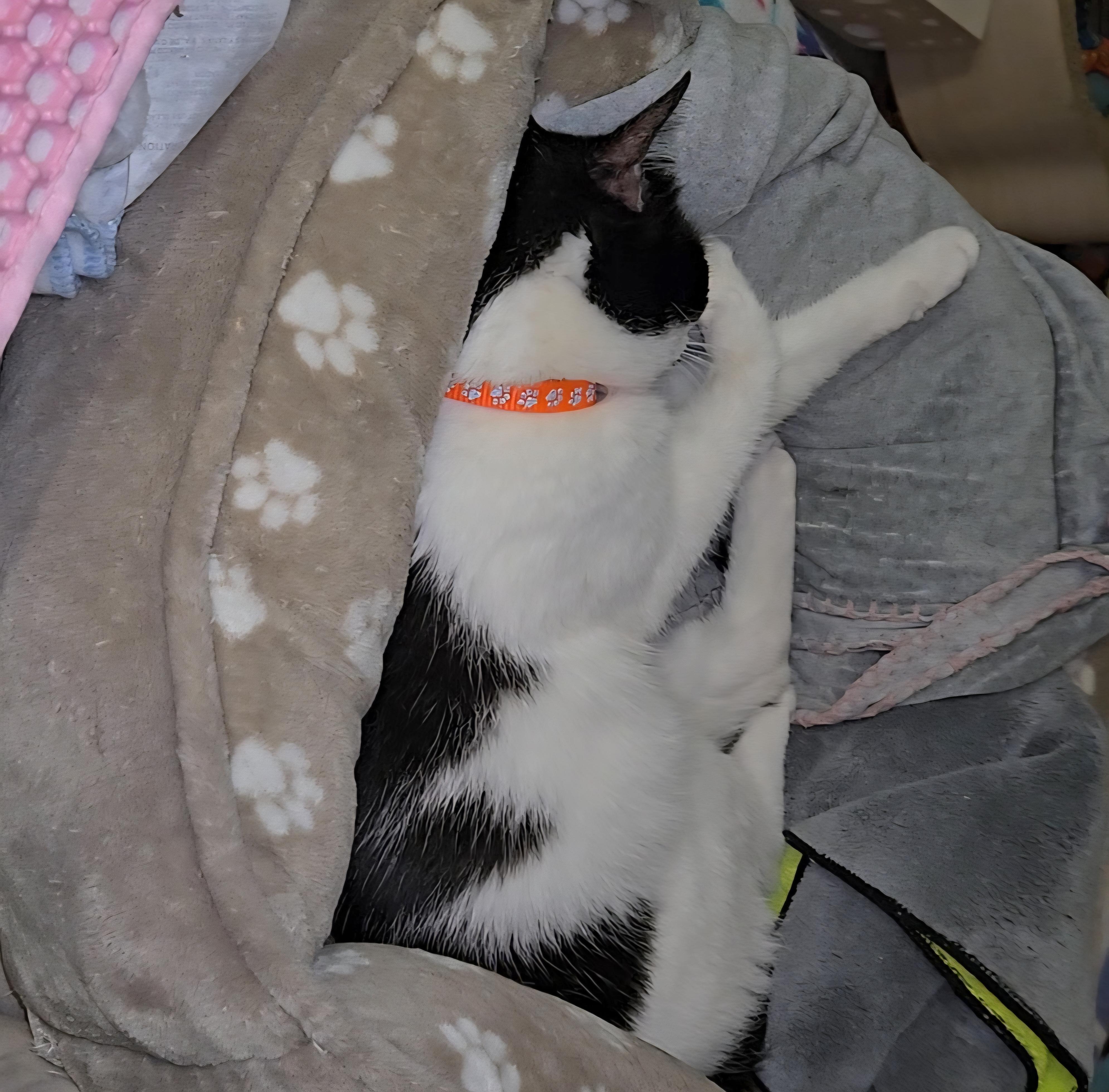 Purino, a ADOPTABLE mixed breed in Redondo Beach, CA image 3/4