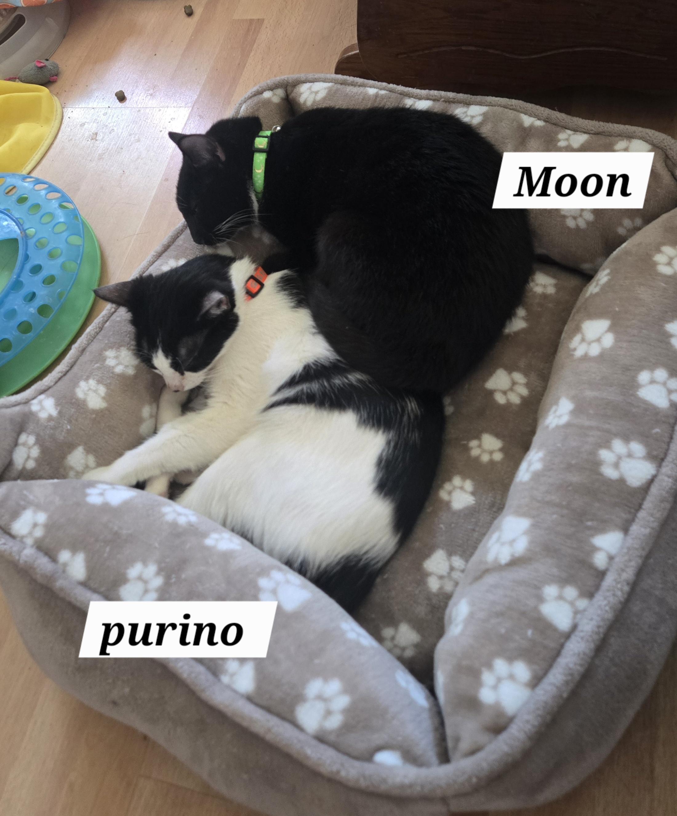 Purino, a ADOPTABLE mixed breed in Redondo Beach, CA image 4/4