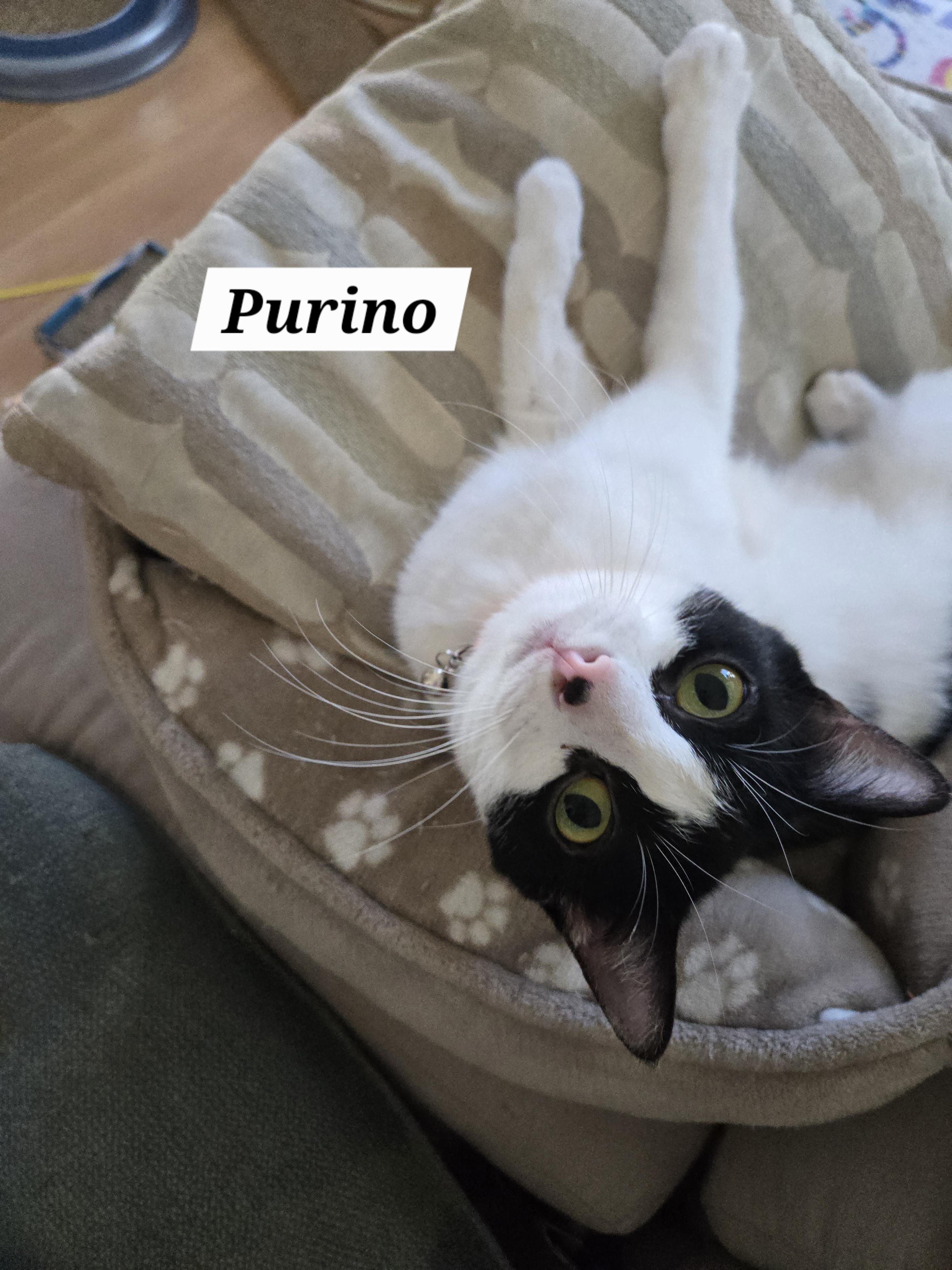 Purino, ADOPTABLE, Young Female Domestic Short Hair.