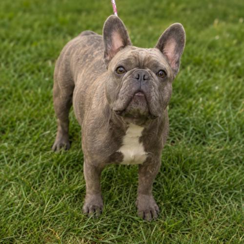 Enlarge Riderrela, a Adoptable mixed breed in Langley, BC image 1/1