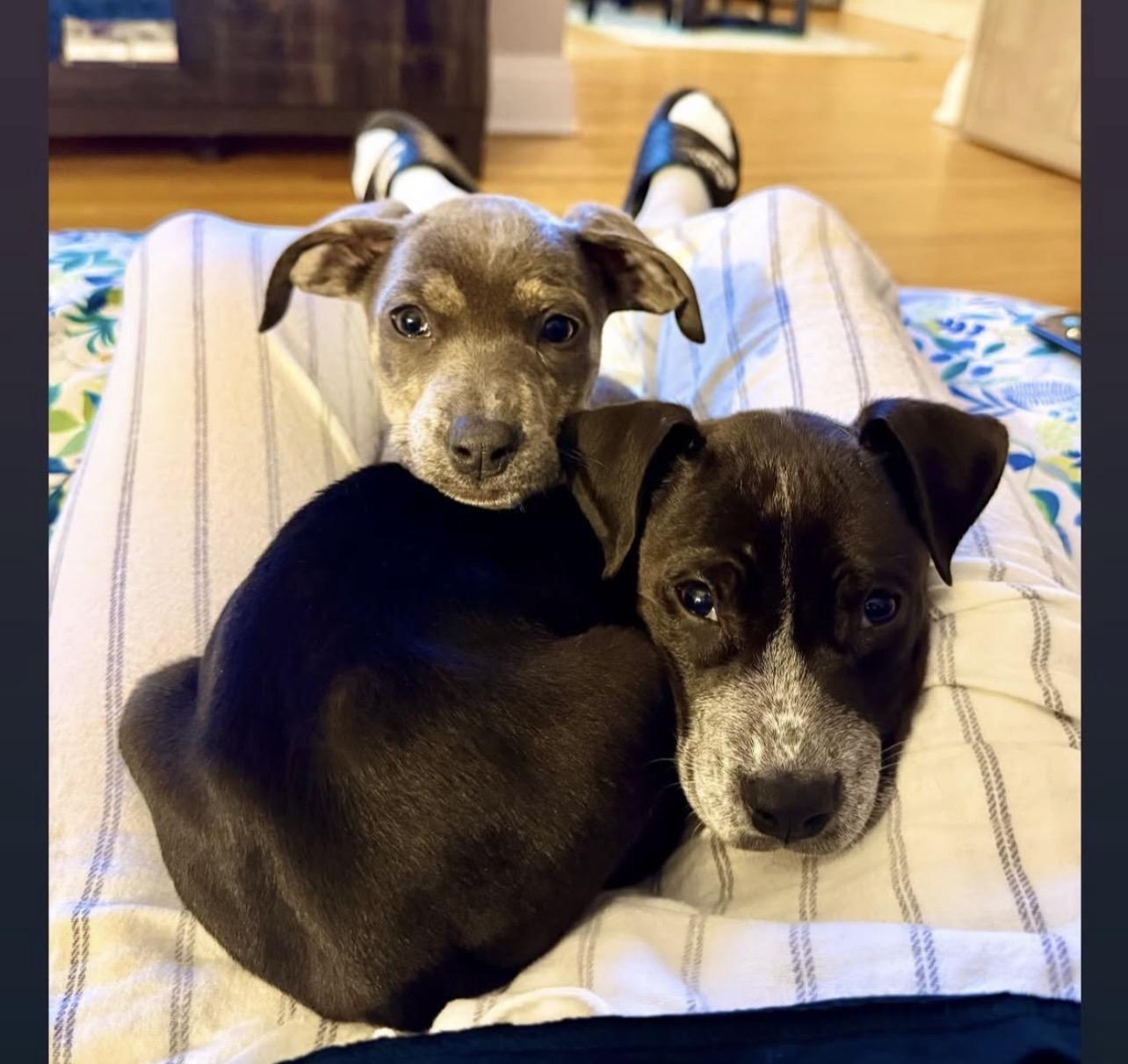 Enlarge Summit, an adoptable mixed breed in Richmond, VA image 4/4