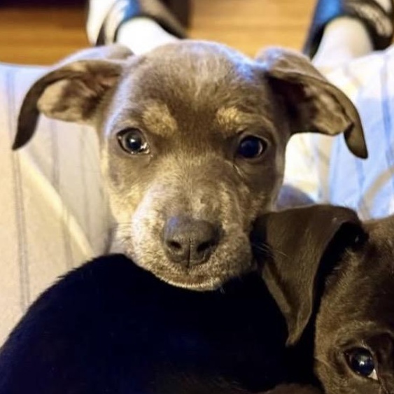 Enlarge Summit, an adoptable mixed breed in Richmond, VA image 2/4