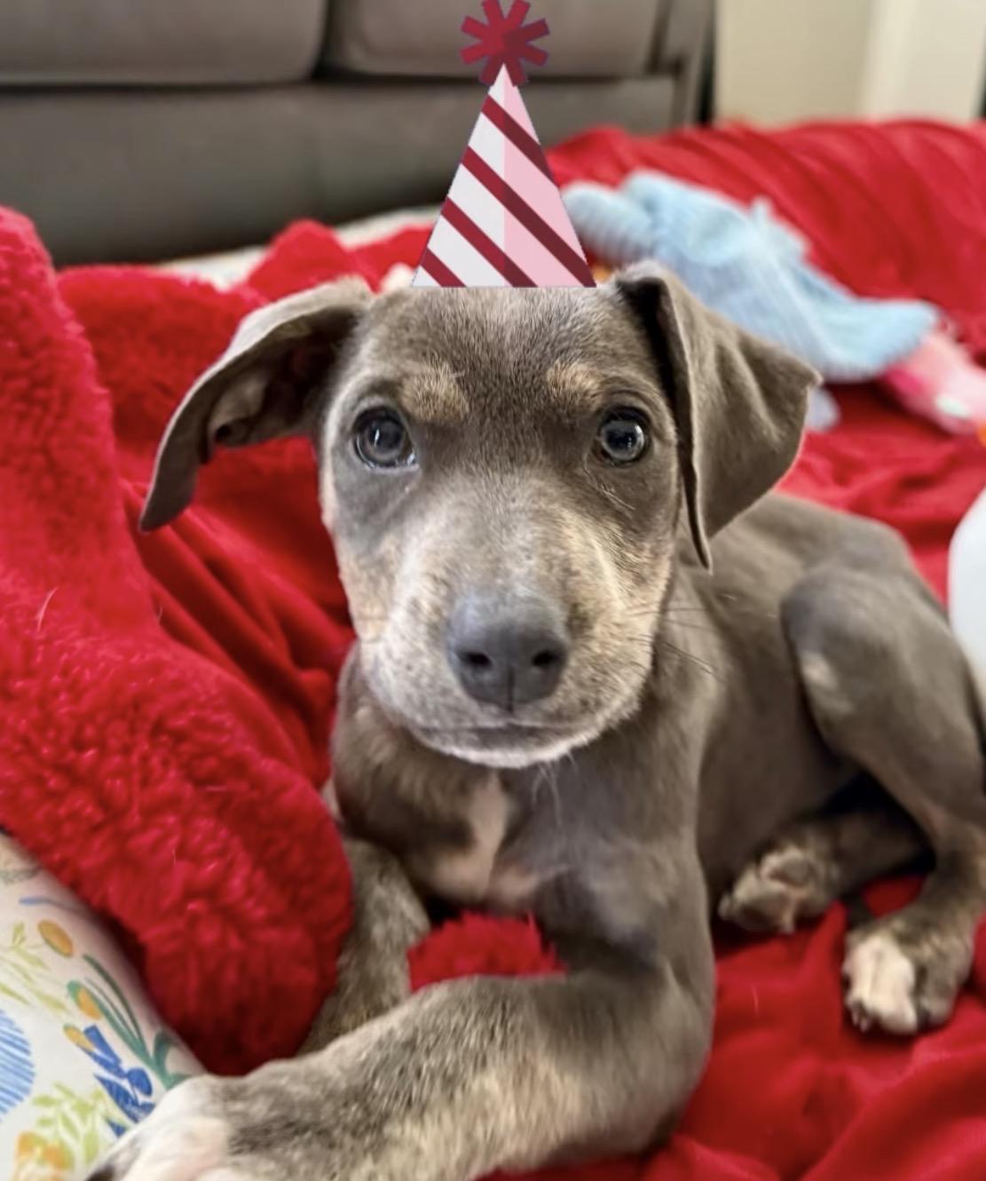 Enlarge Summit, an adoptable mixed breed in Richmond, VA image 1/4