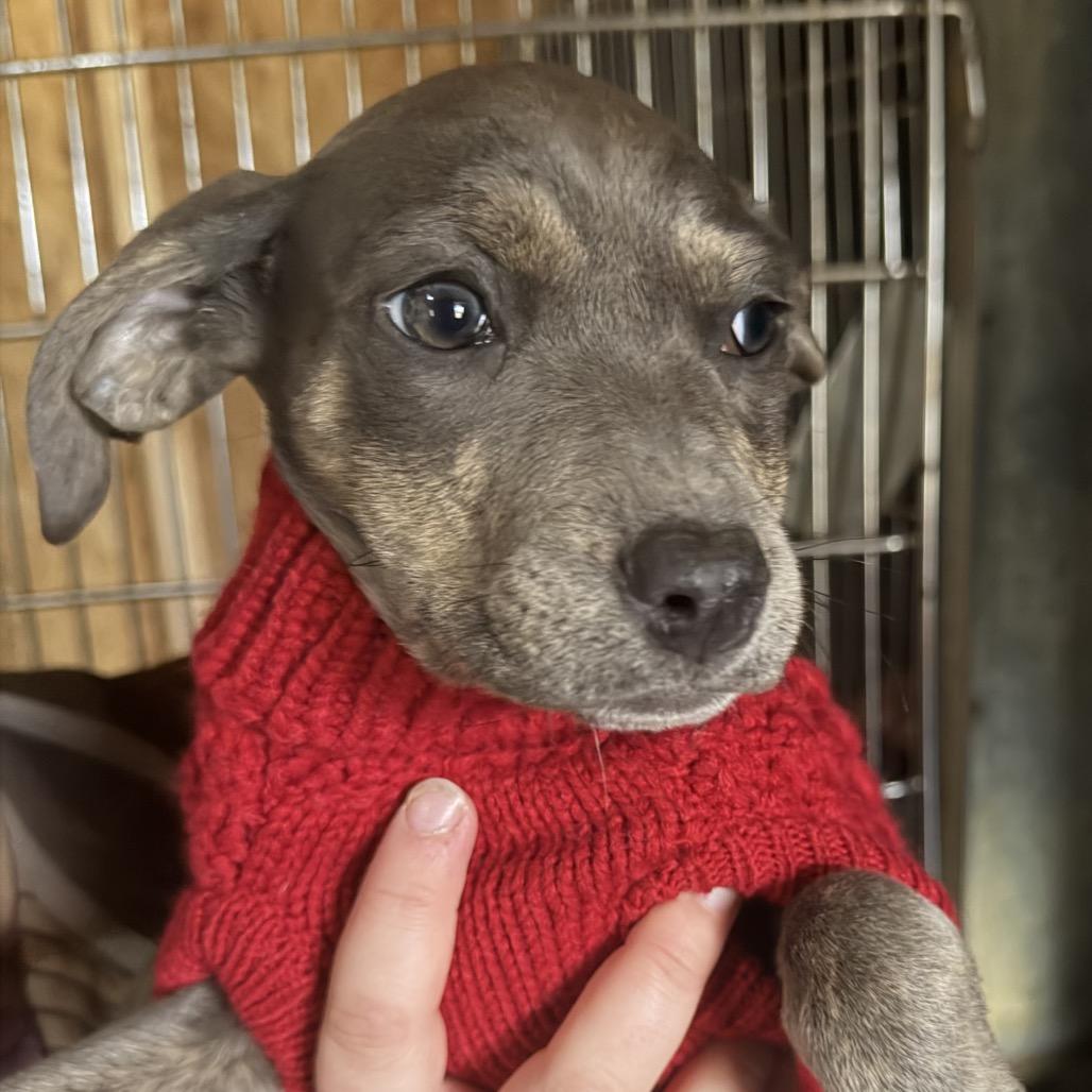 Enlarge Summit, an adoptable mixed breed in Richmond, VA image 3/4