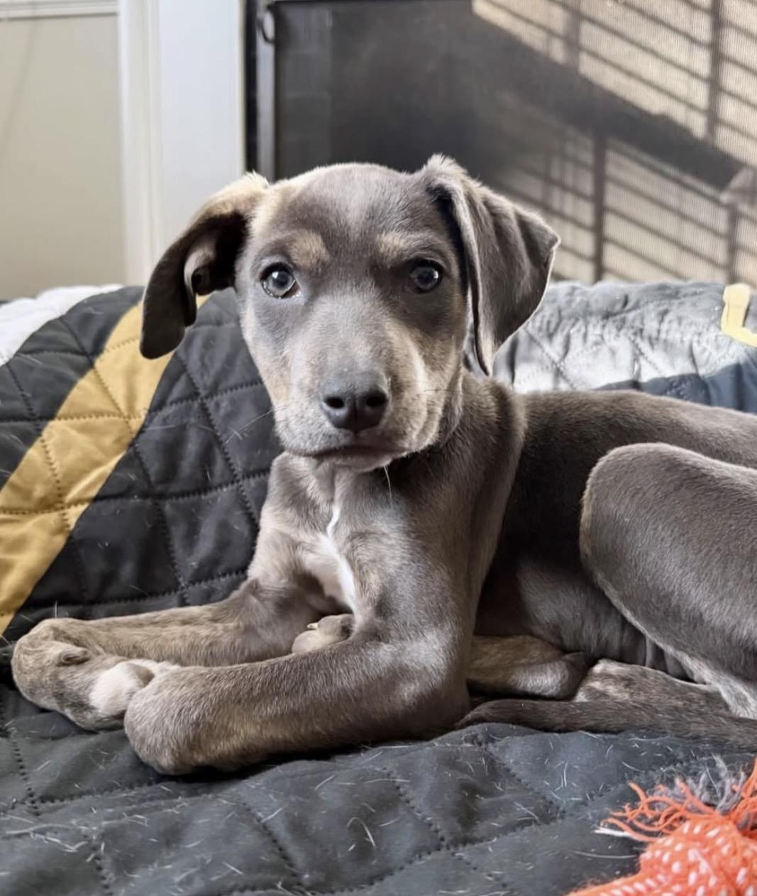 Summit, adoptable, Puppy Female Pit Bull Terrier & Australian Shepherd.