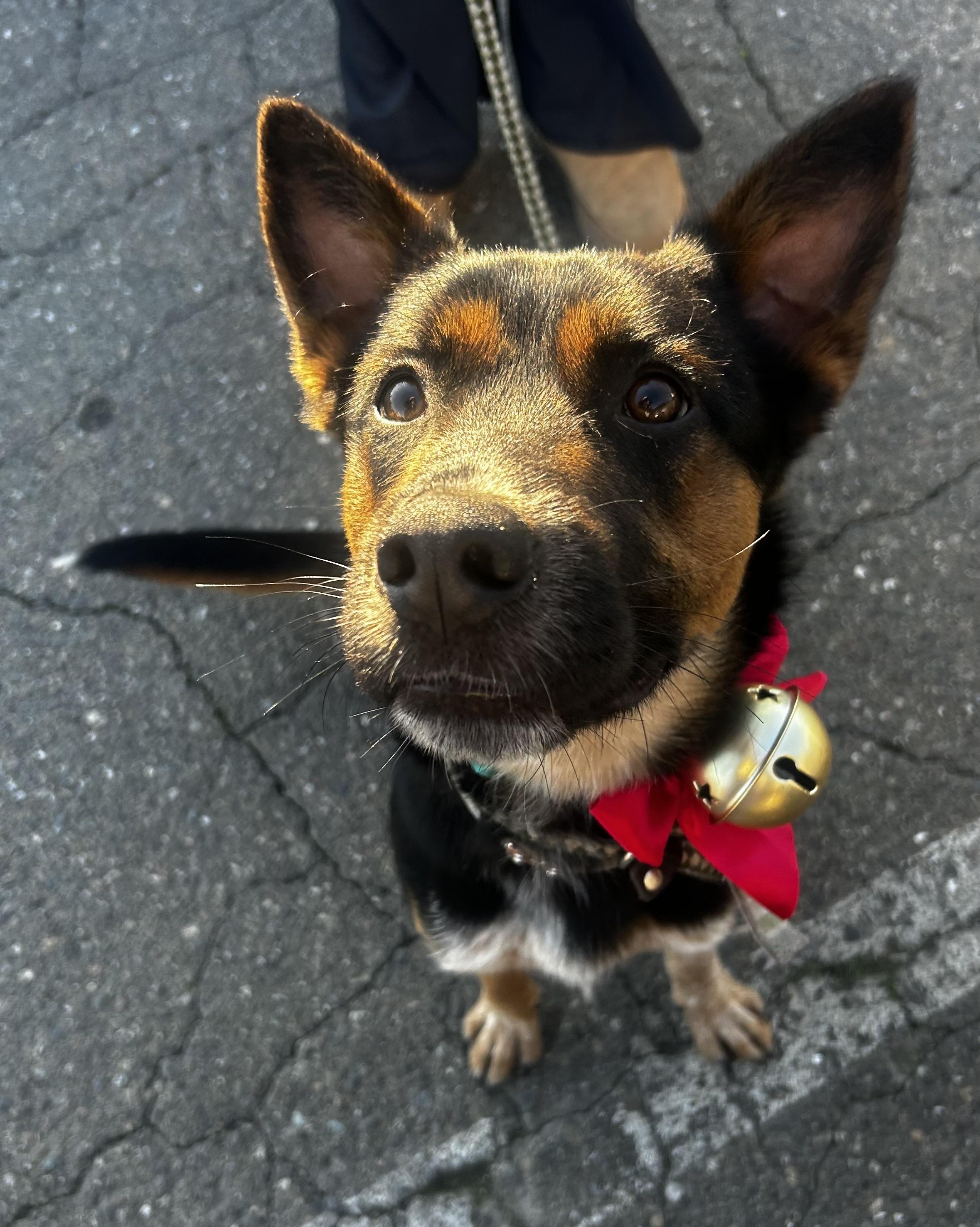 Enlarge Asher, a Adoptable mixed breed in Petaluma, CA image 1/4