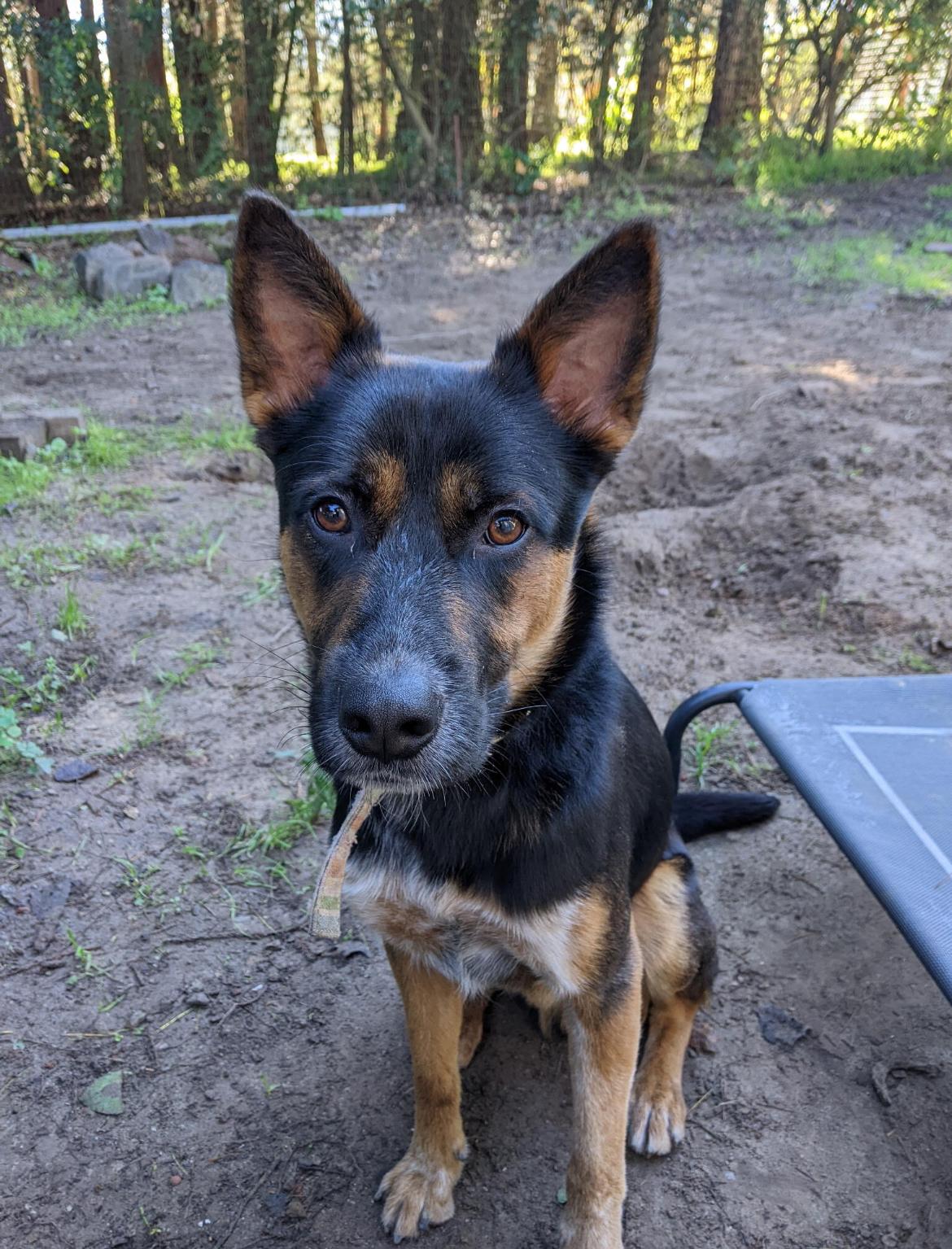 Enlarge Asher, a Adoptable mixed breed in Petaluma, CA image 3/4