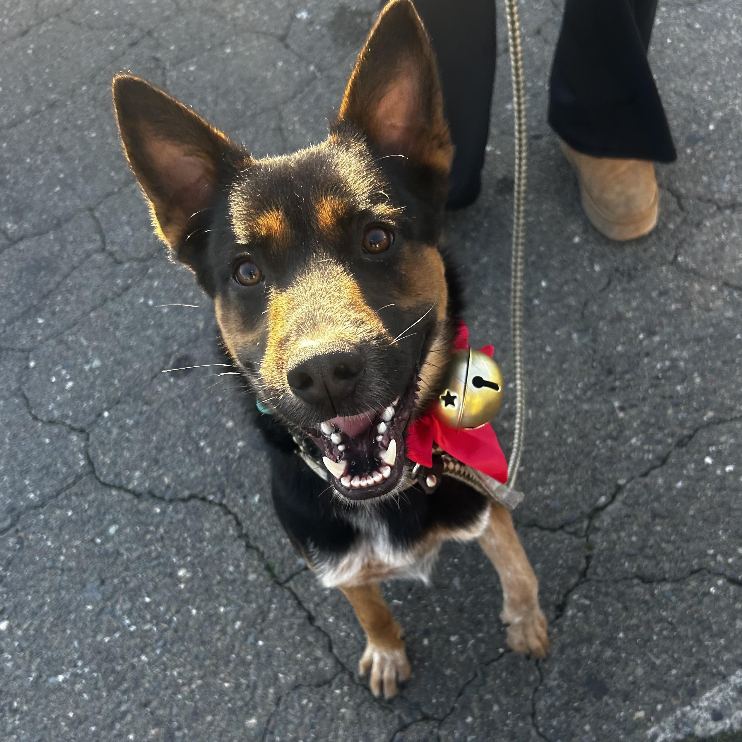 Enlarge Asher, a Adoptable mixed breed in Petaluma, CA image 4/4