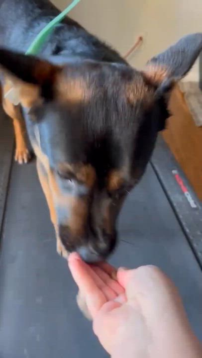 Enlarge Asher, a Adoptable mixed breed in Petaluma, CA video 2/4