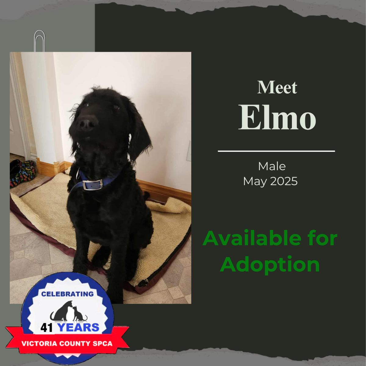 Elmo, Adoptable, Young Male Labradoodle.