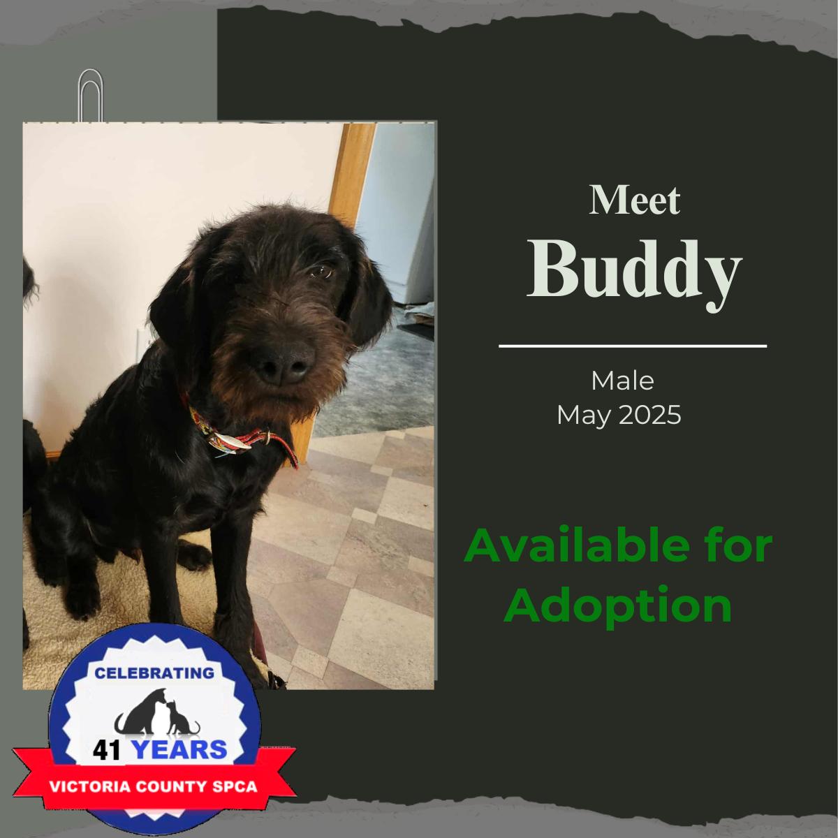 Enlarge Elmo, a Adoptable Labradoodle in Arthurette, NB image 2/2