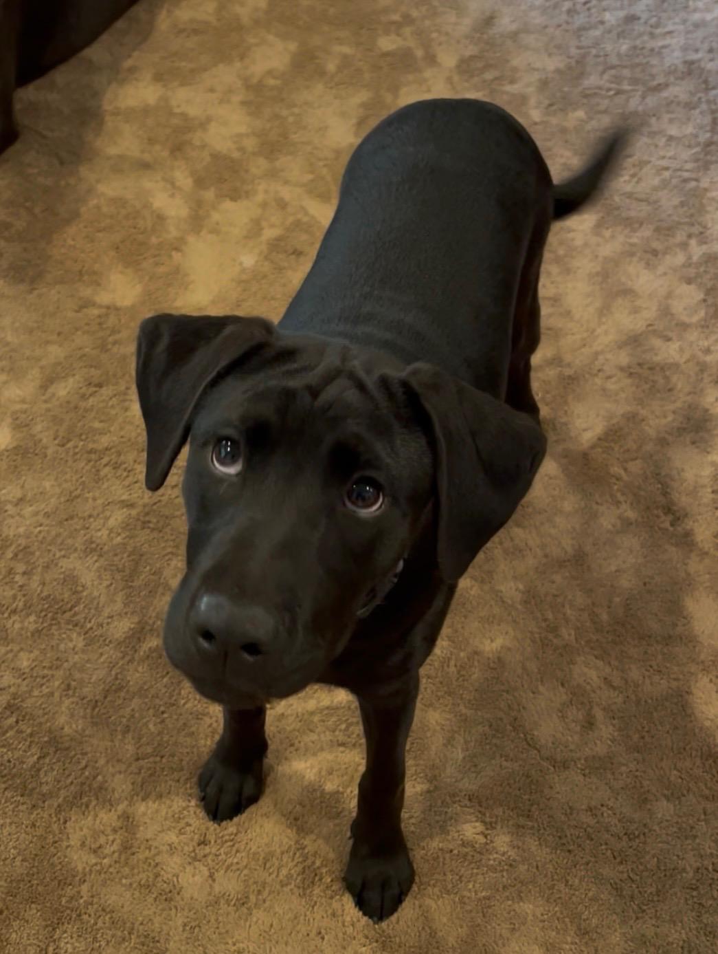 Enlarge Primrose, a Adoptable mixed breed in Covington, GA image 1/3