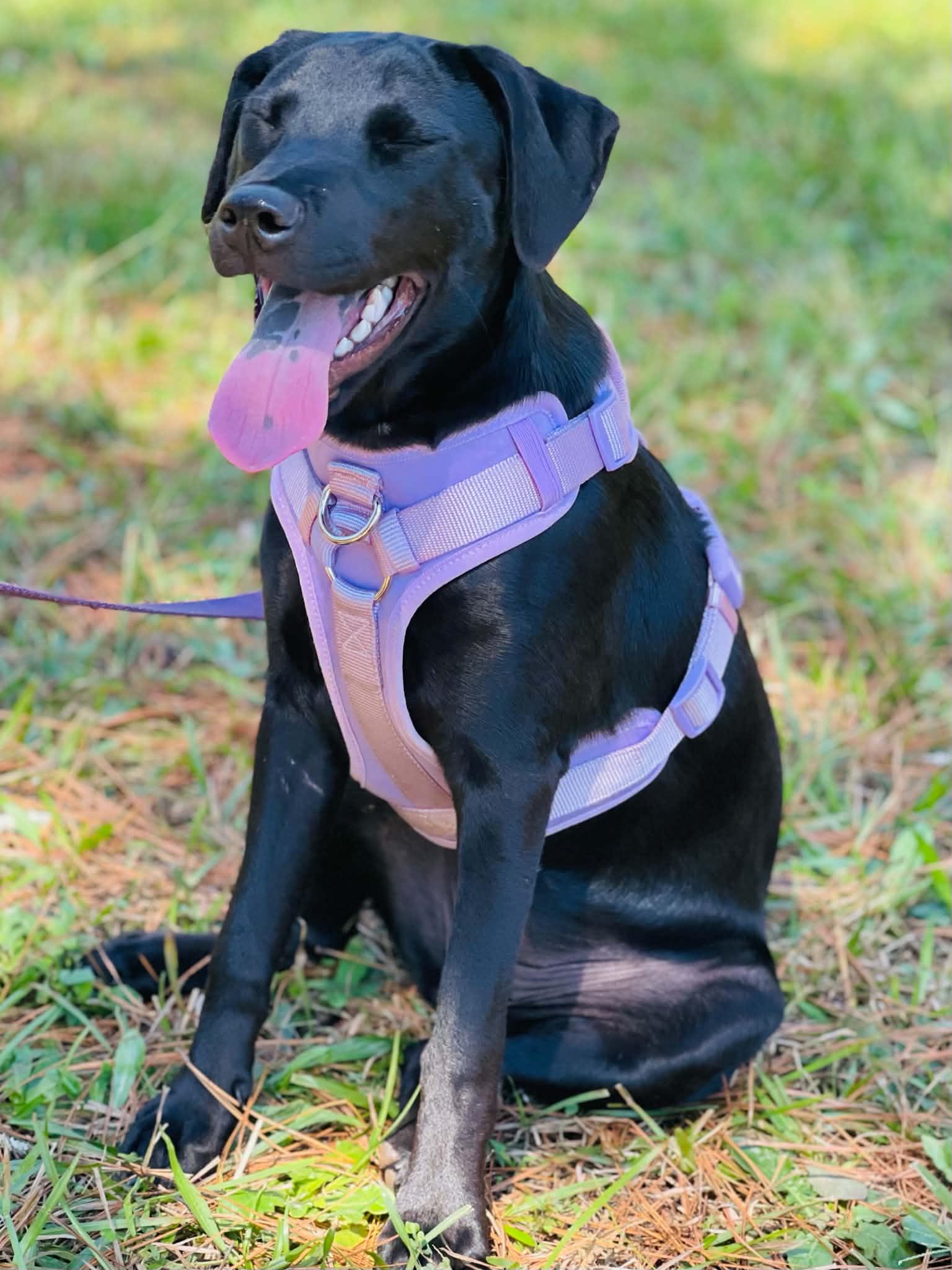 Enlarge Primrose, a Adoptable mixed breed in Covington, GA image 2/3
