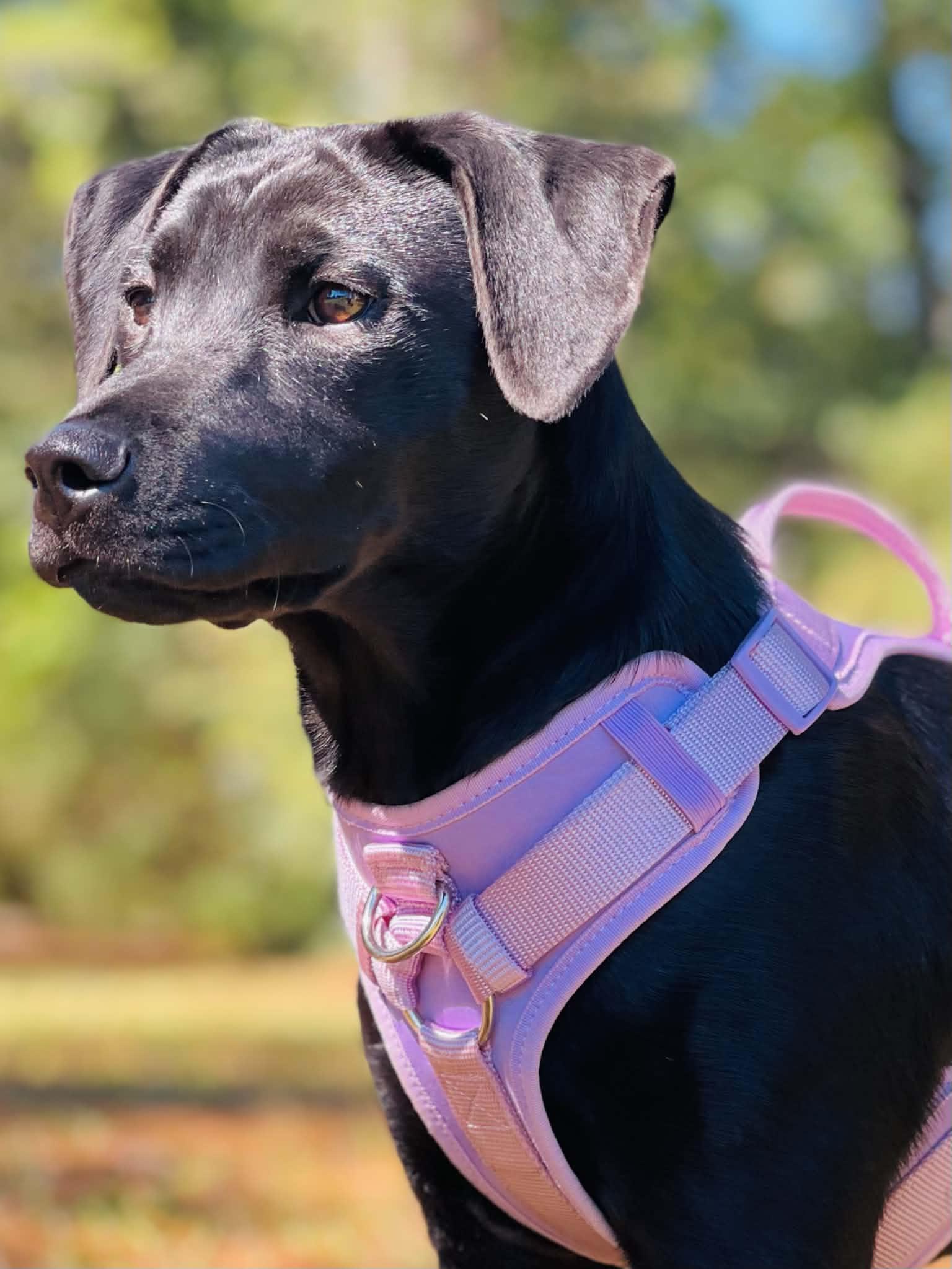 Enlarge Primrose, a Adoptable mixed breed in Covington, GA image 3/3