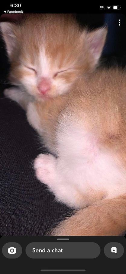 Arnold, Adopted, Kitten Male Domestic Short Hair.