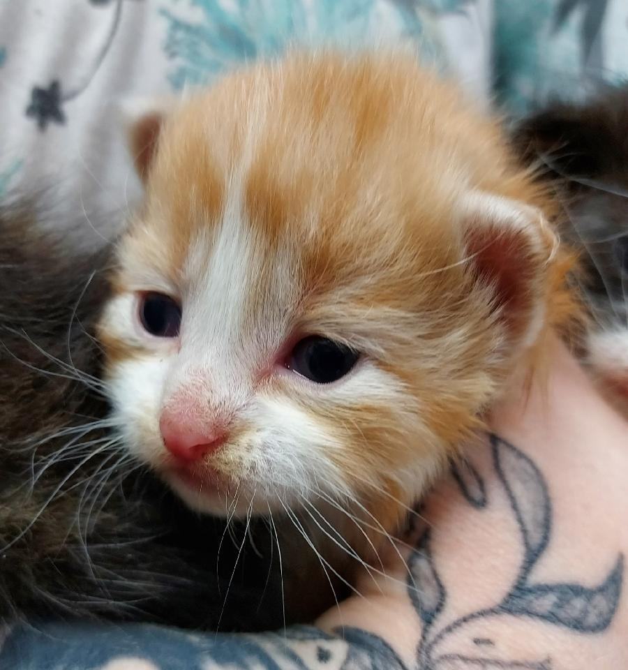 Enlarge Arnold, a Adopted mixed breed in GUERNSEY, WY image 2/5