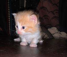 Enlarge Arnold, a Adopted mixed breed in GUERNSEY, WY image 3/5