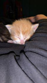 Enlarge Arnold, a Adopted mixed breed in GUERNSEY, WY image 4/5