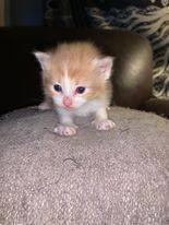 Enlarge Arnold, a Adopted mixed breed in GUERNSEY, WY image 5/5