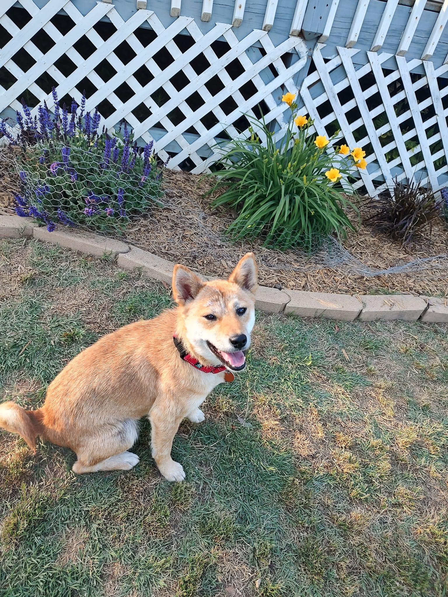 Ten Ten, Adopted, Young Female Shiba Inu.