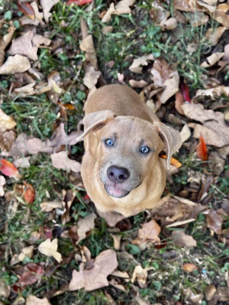 Tater Tot Potato, Adoptable, Puppy Female Black Mouth Cur.