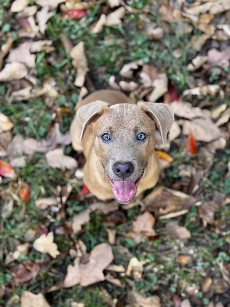 Enlarge Tater Tot Potato, a Adoptable mixed breed in Boston, MA image 3/3