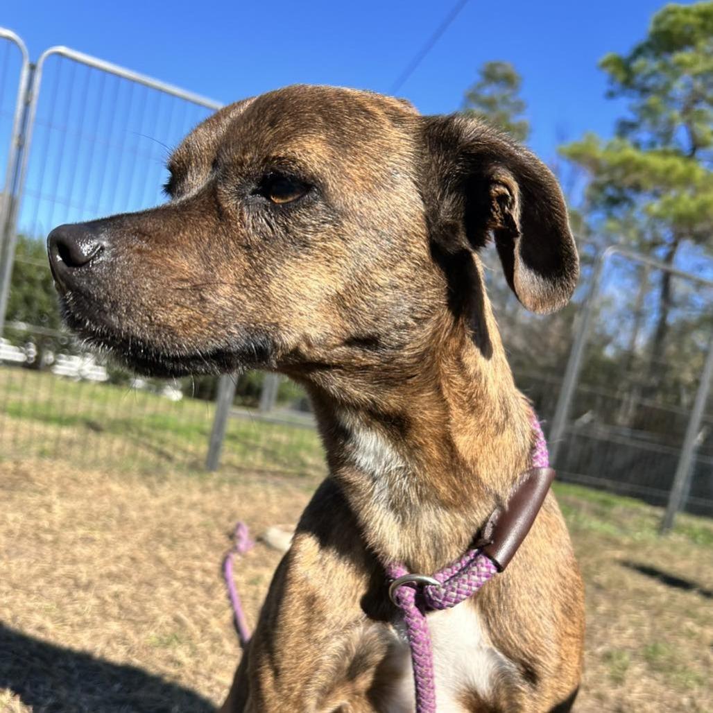 Angel, Adoptable, Adult Female Terrier.