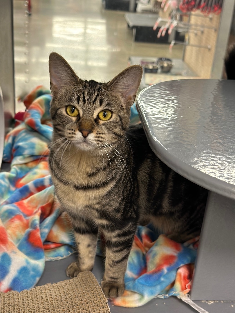 Fuel and Clutch , an adoptable Domestic Short Hair in Hamilton, MI, 49419 | Photo Image 3