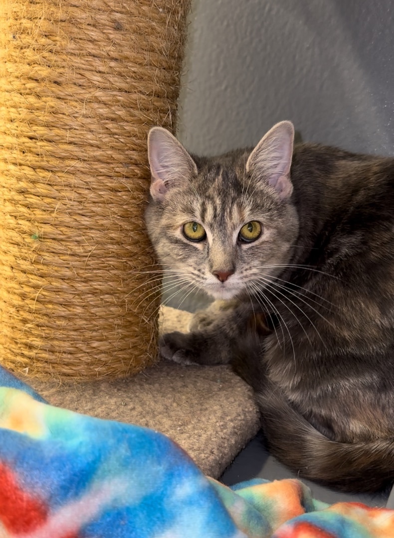 Fuel and Clutch , a Adoptable Domestic Short Hair in Hamilton, MI image 2/4