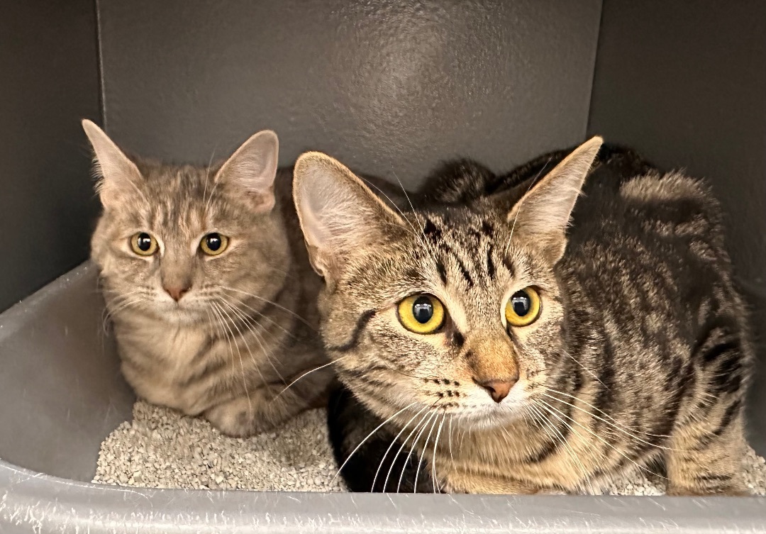 Fuel and Clutch , an adoptable Domestic Short Hair in Hamilton, MI, 49419 | Photo Image 1