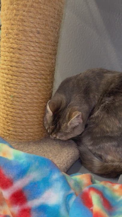 Enlarge Fuel and Clutch , a Adoptable Domestic Short Hair in Hamilton, MI video 4/4