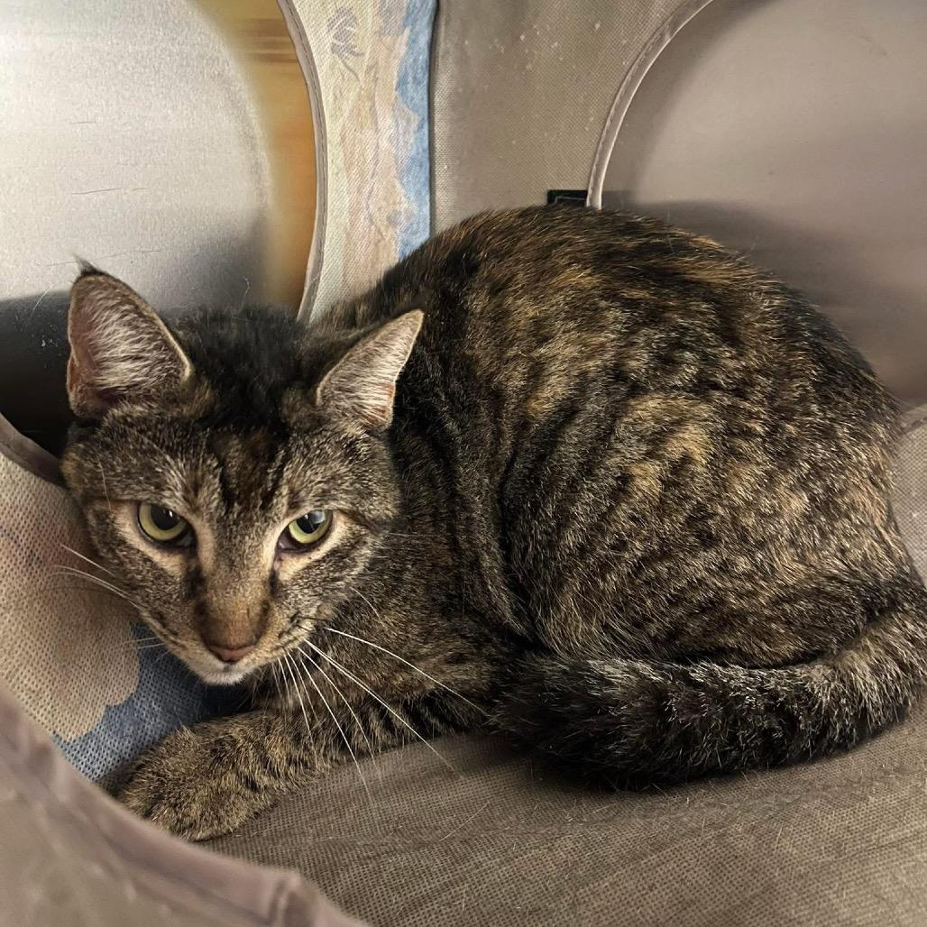 Enlarge Amara, a Adoptable Domestic Short Hair in Pauls Valley, OK image 1/1