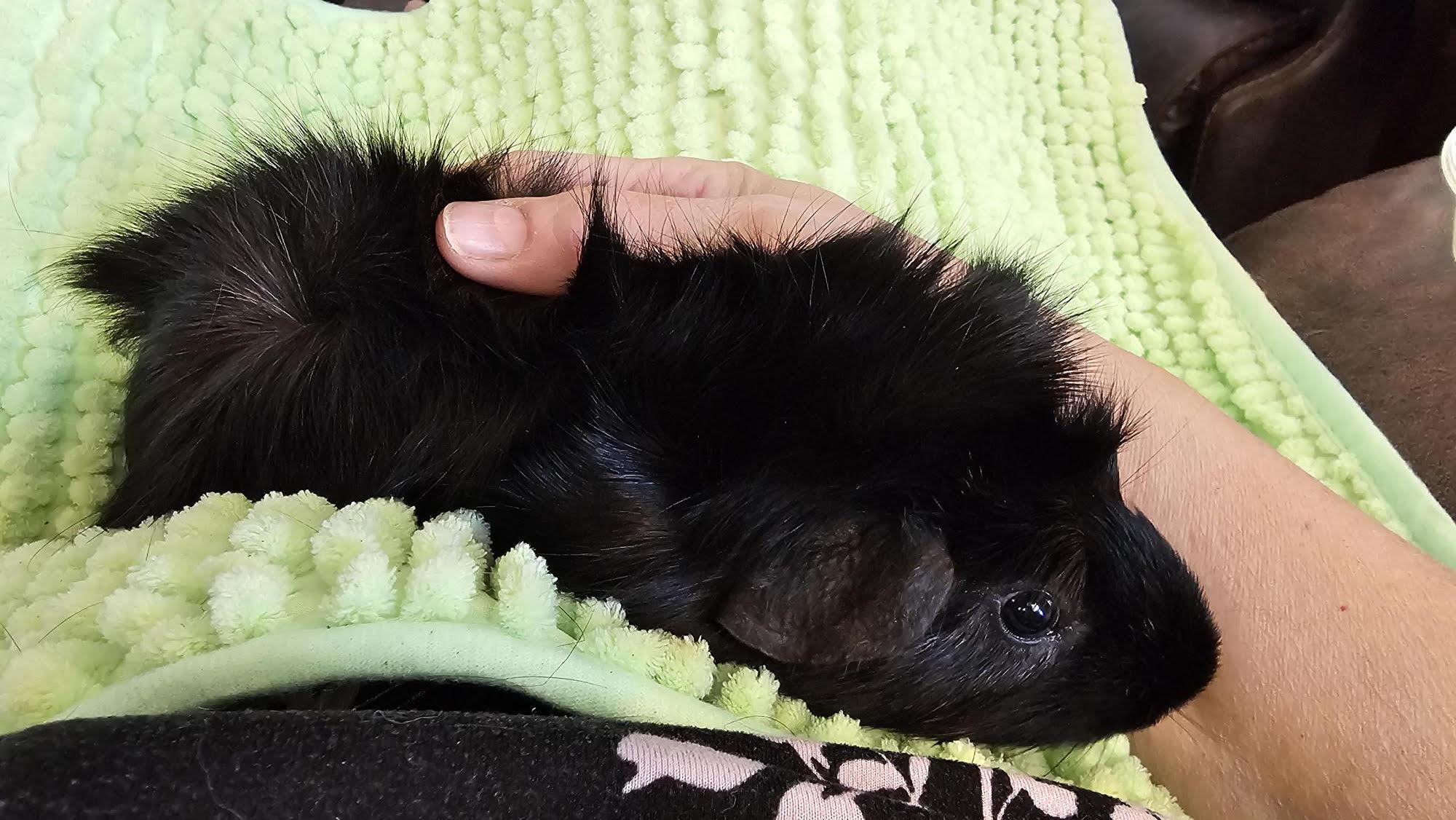 Enlarge Jerry, a Adoptable mixed breed in Wellington, CO image 1/2