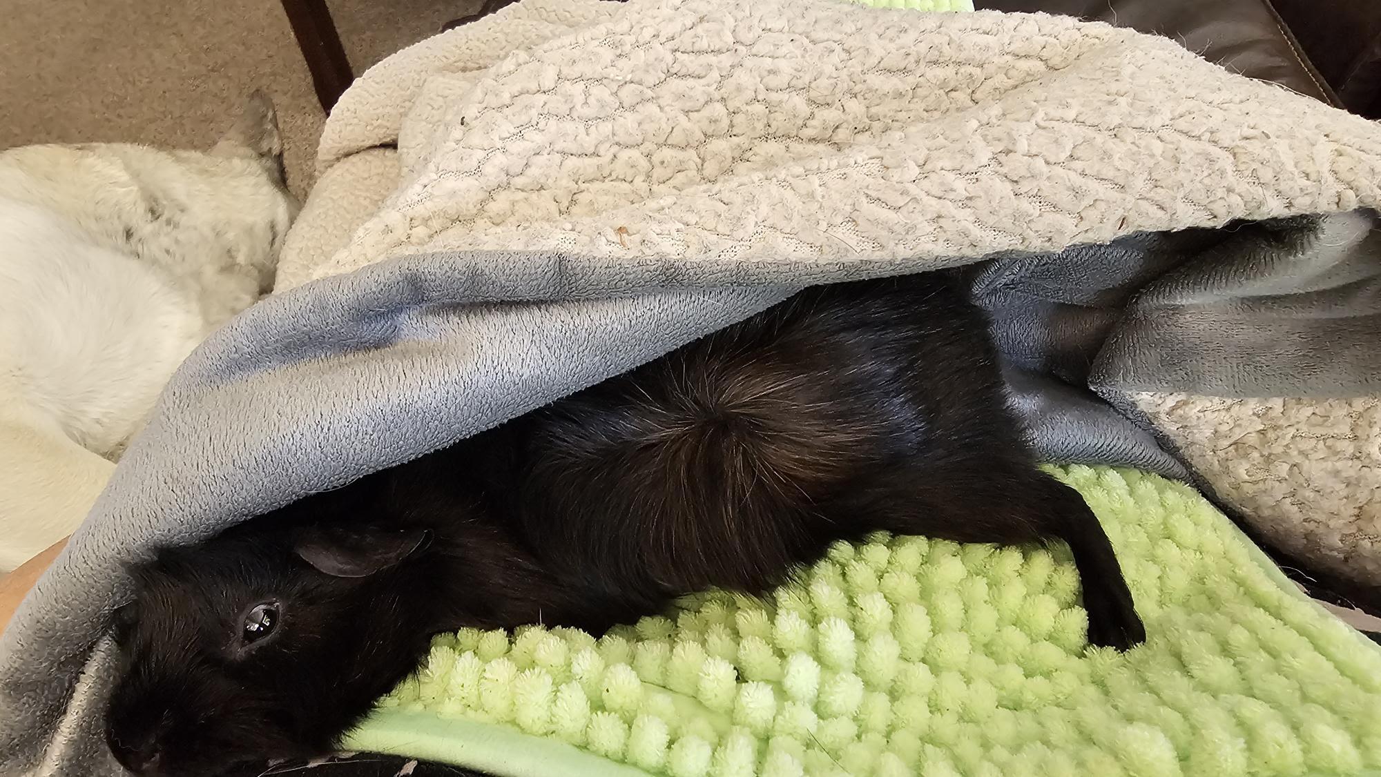 Enlarge Jerry, a Adoptable mixed breed in Wellington, CO image 2/2